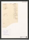 Denticula (tenuis var.) frigida (de-Toni-Nr.: Genus 49) Zeichnungen Sammlung Grunow (NHMW-BOT-W0379717)